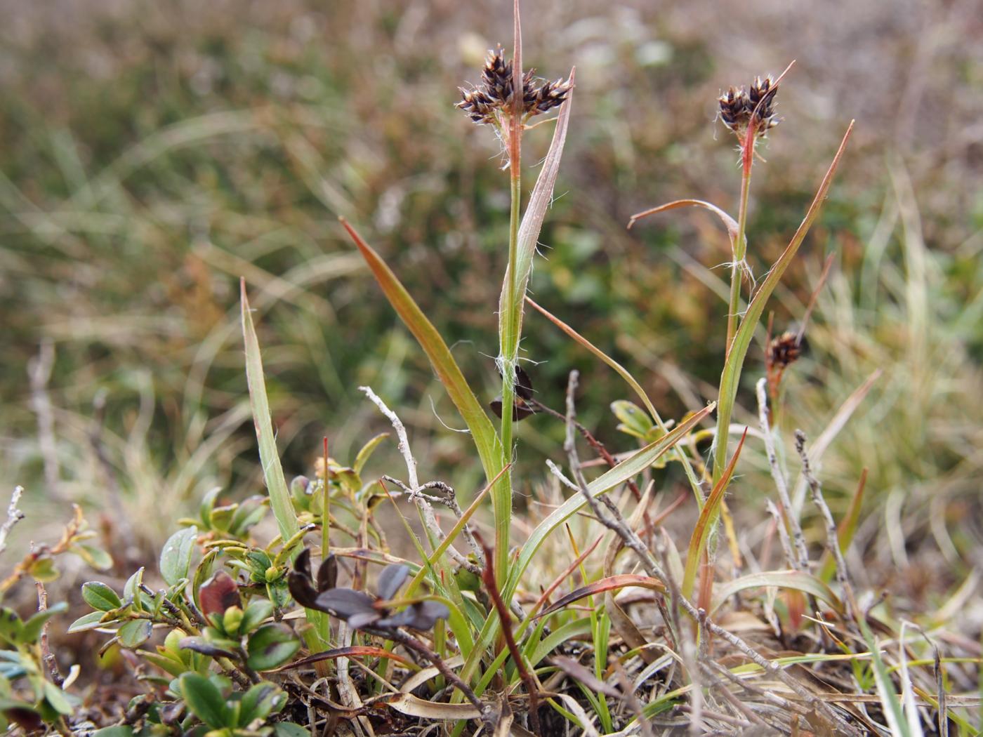 Woodrush, Field plant